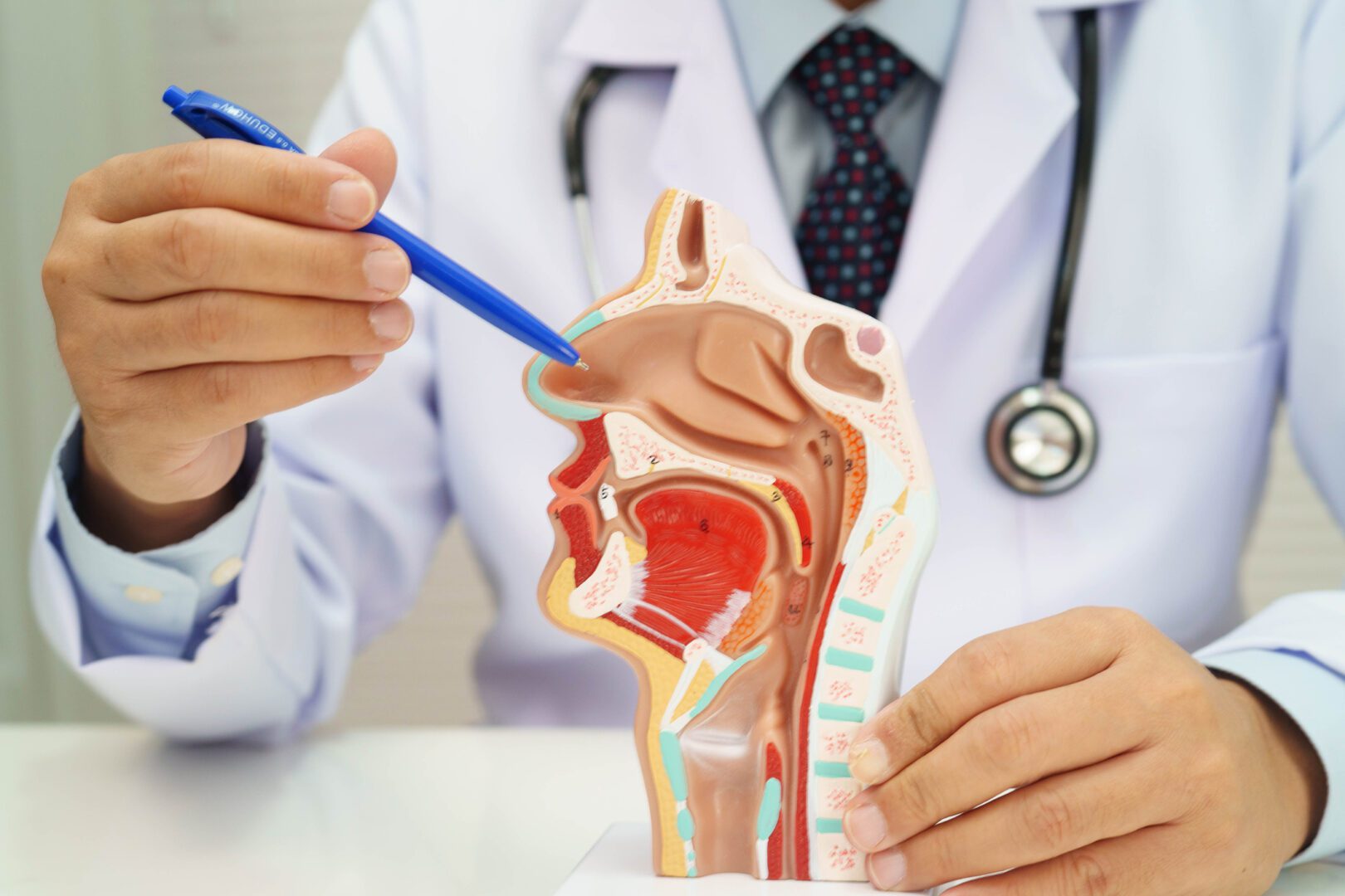 Asian doctor with nasal oral throat cavity neck human anatomy model for study diagnosis and treatment in hospital.